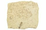 Fossil True Weevil (Curculionidae) Beetle - France #254577-1